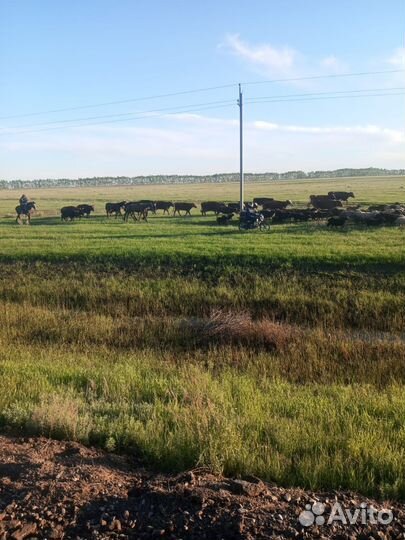 Продаётся крс, сельхоз техника