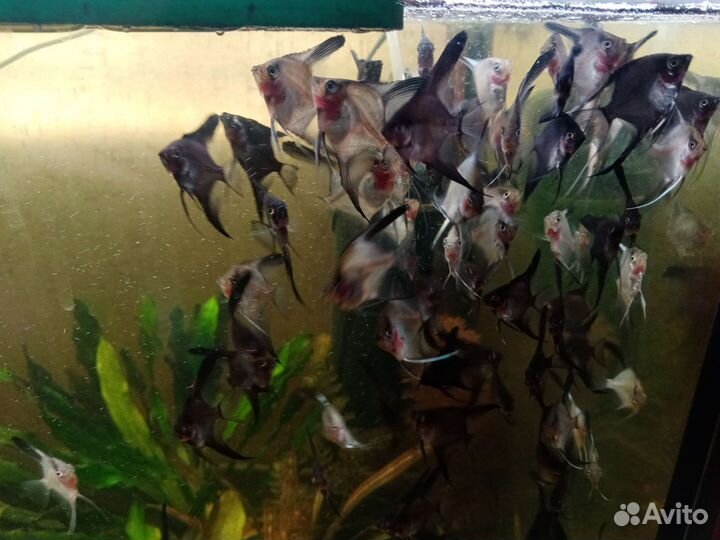 Мальки скалярии параиба, леопардовый анцитрус