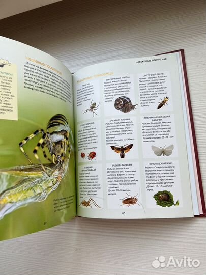 Насекомые. Детская энциклопедия