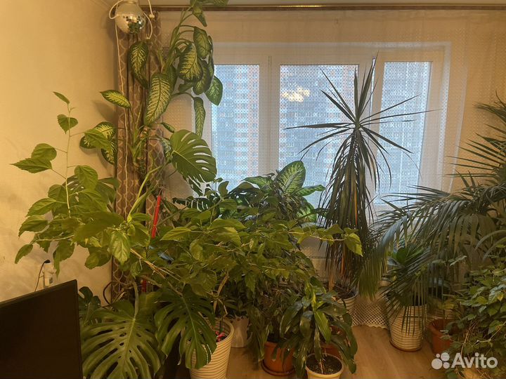 Комнатные офисные растения цветы