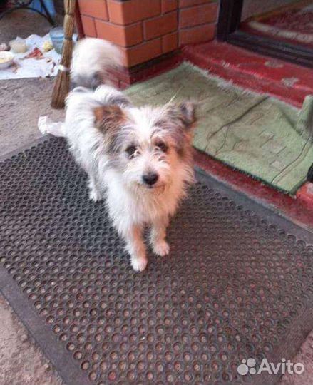 Маленькая собака в добрые руки бесплатно