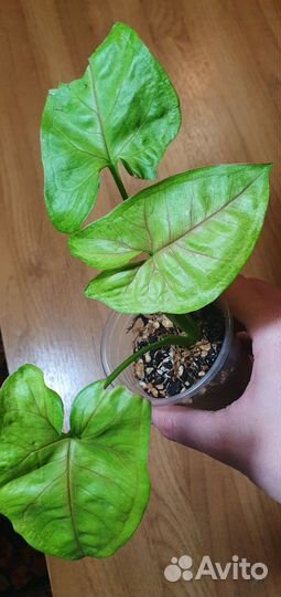 Сингониум mango алюжн