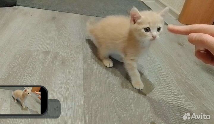 Котятки в добрые руки от домашней кошечки