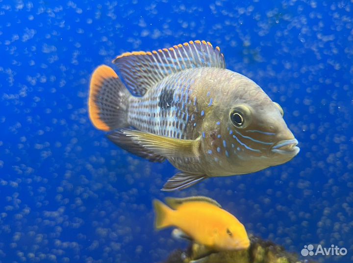 Аквариумные рыбки