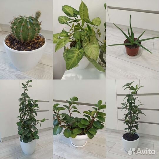 Комнатные растения, декоративно-лиственные