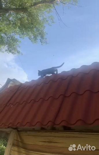 Котенку с крыши нужна помощь и семья