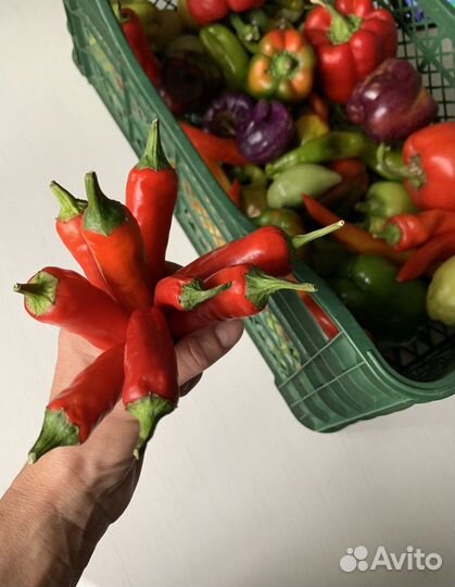 Семена острого перца