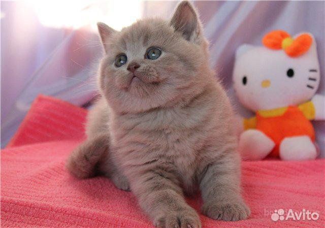 Лиловые и голубые котята