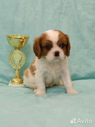 Кавалер Кинг чарльз спаниель мальчик