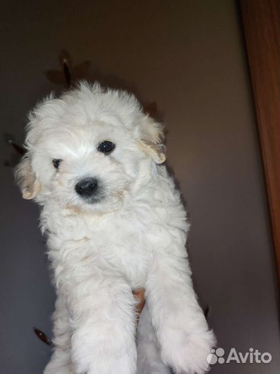 Щенки мальтипу и пуделя