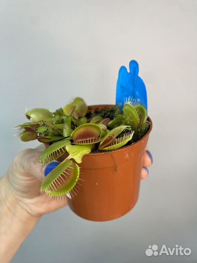 Венерина мухоловка Дионея