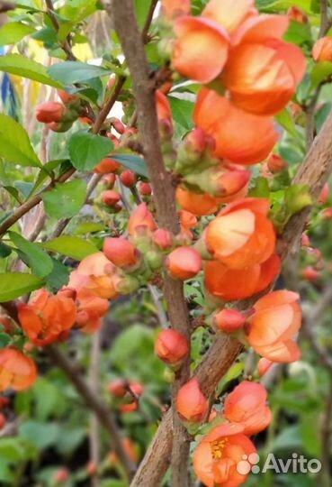 Айва японская низкая (хеномелес)