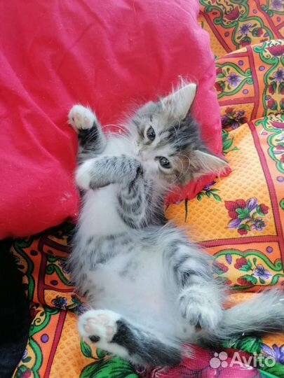 Ребенок ищет семью