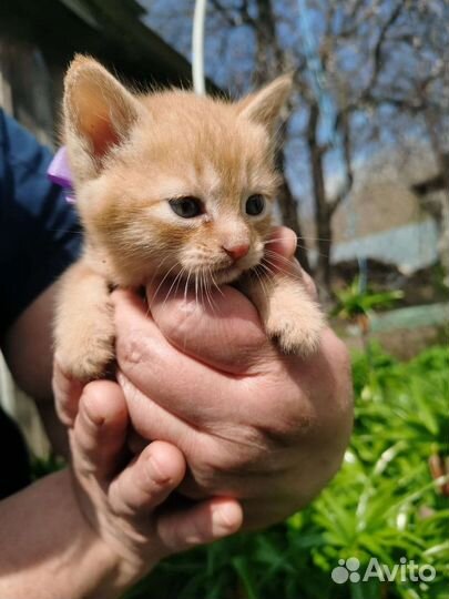 Котята в добрые руки бесплатно