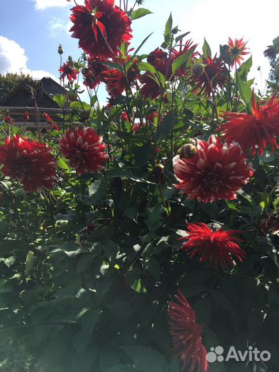 Георгины клубни