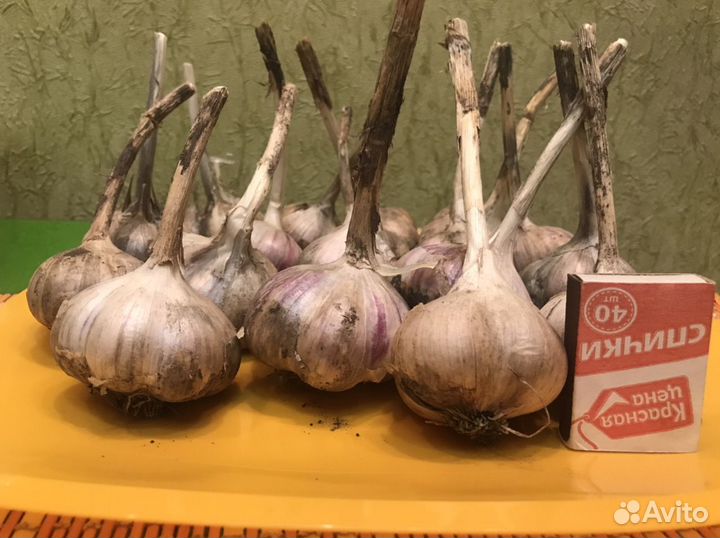 Чеснок озимый домашний, кабачки