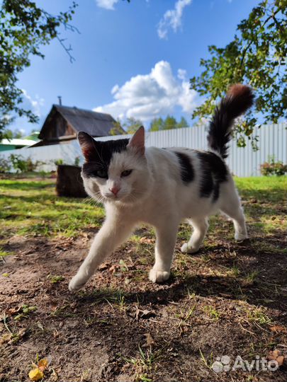 Кот в добрые руки