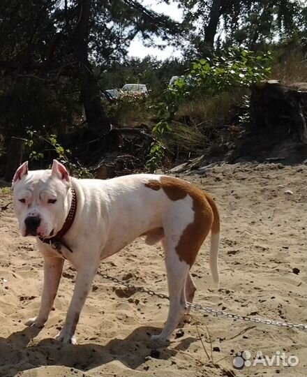 Ветеринарный врач. Выезд на дом