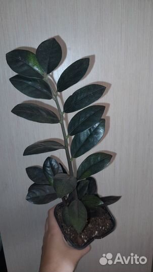 Замиокулькас черный равен