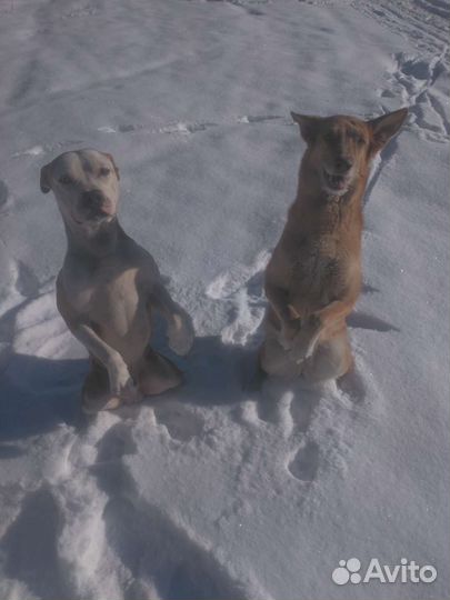Реальная дрессировка, передержка собак