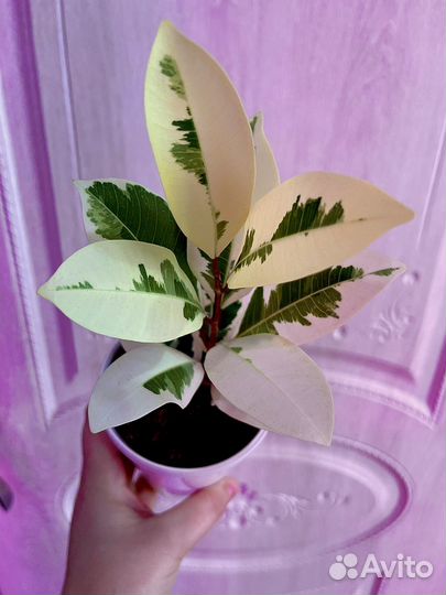 Фикус альбомаргината