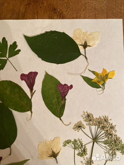 Засушенные цветы