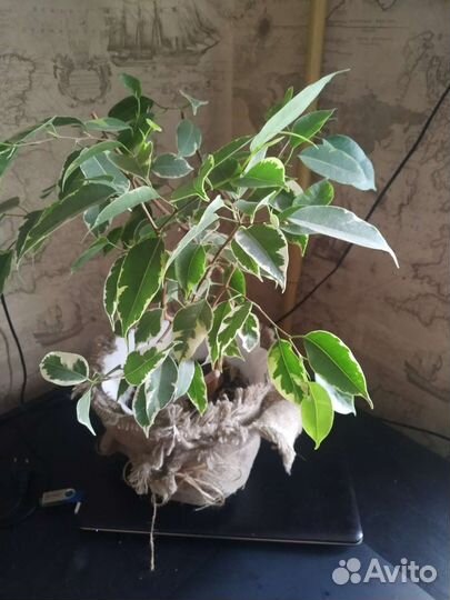 Комнатное растение Фикус