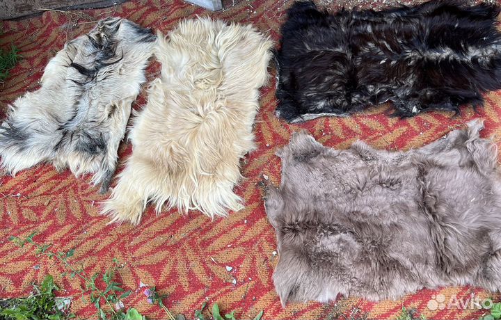 Отдам шкуры козлика