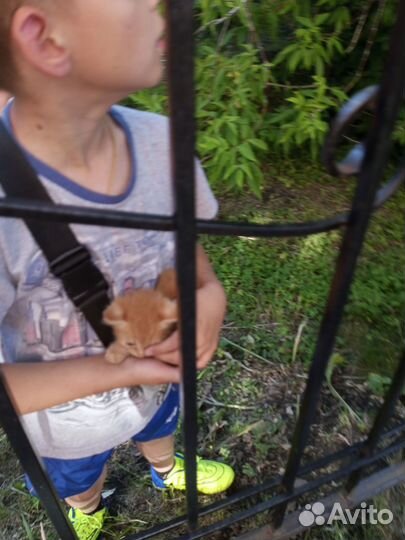 Котята в добрые руки бесплатно