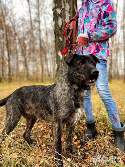 Спасите Тайсона из приюта