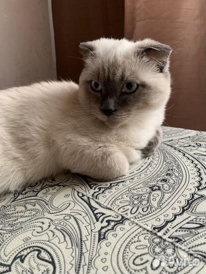 Шотландский кот вязка