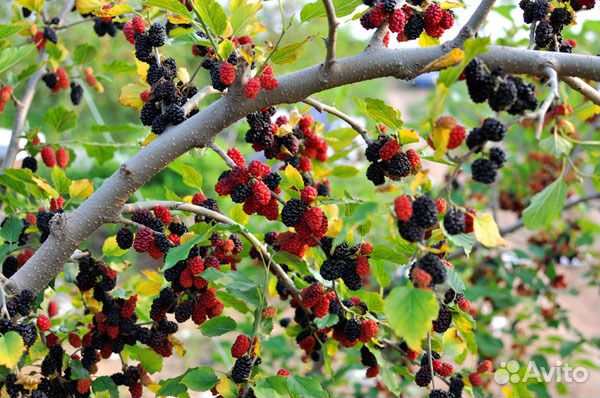 Саженцы Шелковицы бронь на весну,осень24г