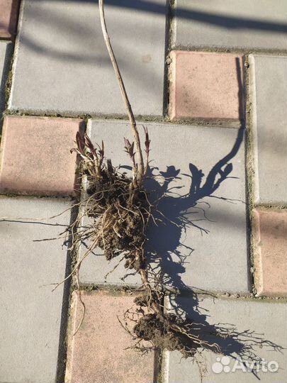 Флоксы многолетние