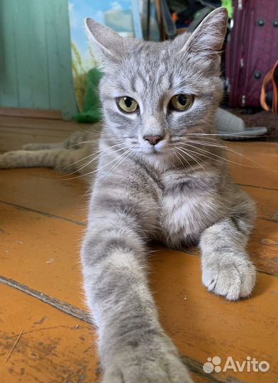 Кошечка в добрые руки