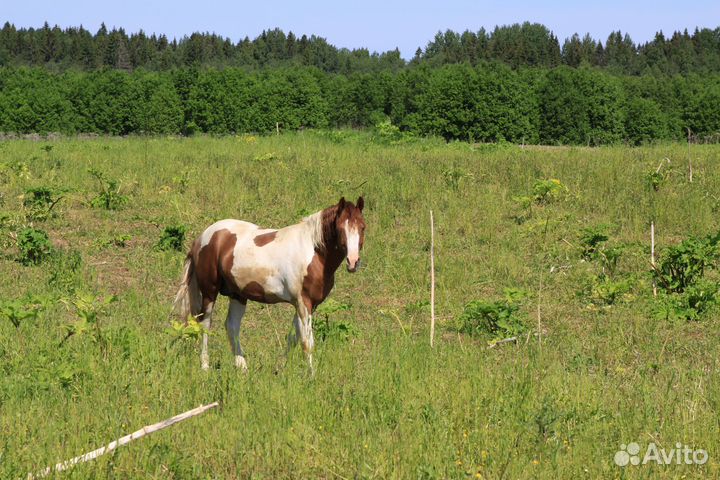 Постой лошадей