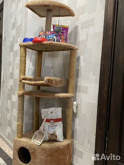 Домик для кошки бесплатно