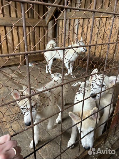 Продам щенков западно сибирскойлайки