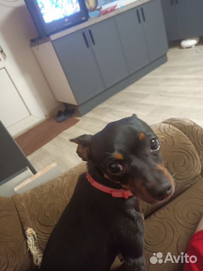 Мини той-терьер