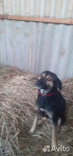 Собака в добрые руки отдам бесплатно