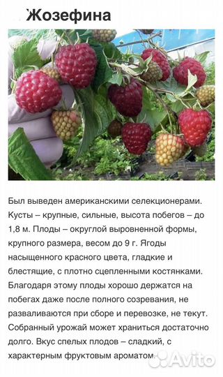 Саженцы малины