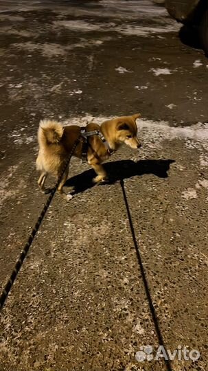 Собака сиба ину