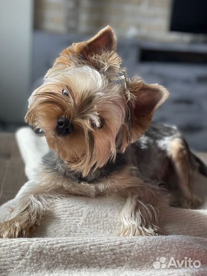 Вязка Йоркширский терьер blue&Tan