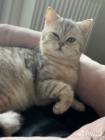 Котик шотландец вязка