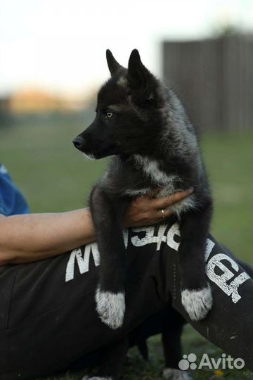 Мальчик волкособа