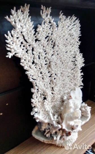 Болъшая композиция из корала