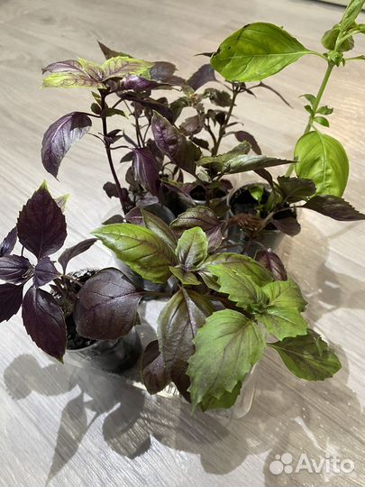 Базилик рассада