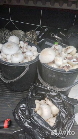 Грибы шампиньоны лесные