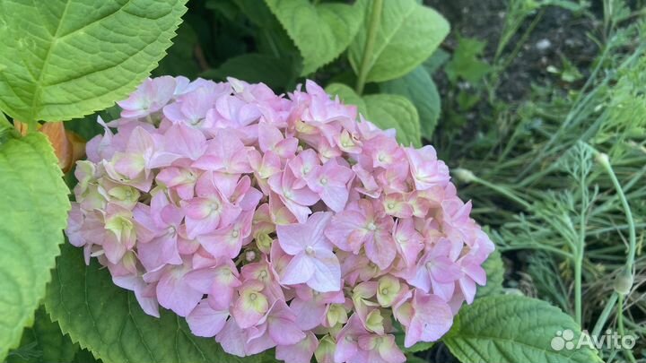 Гортензия розовая