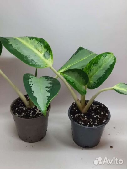 Аглаонема Сильвер бью или уши слона