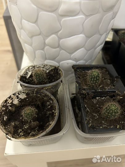 Кактус в дар